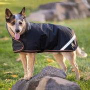 Winter Dog Coat - 180G Medium Weight - Waterproof & Breathable