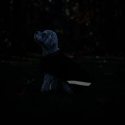 New Winter Dog Coat - 180G Medium Weight - Waterproof & Breathable