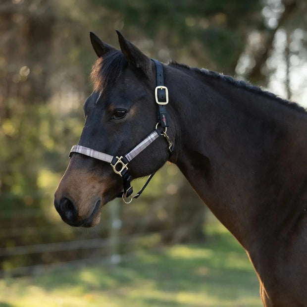 Reflective Nylon Halter with Textliene
